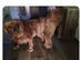 F1b cavapoo puppies
