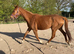 Chestnut Filly 16.1hh Reduced
