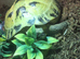 Herman’s tortoise