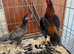 Miniature aseel pair