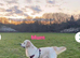 KC golden retriever puppy