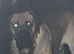 Presa Canario X Cane Corso