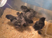 Silkie chicks