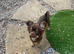 Russian chihuahua for sale