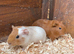2 male baby guinea pigs