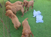 Red Working type cocker spaniel puppies