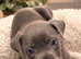 8 ABKC REGISTERED POCKET BULLYS