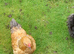 2 bantam chickens