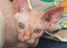 Beautiful 12 week Sphynx