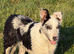 Blue Merle border collie
