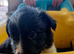 Working Border Collie Pups
