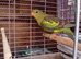 Regency Parrots (Rockpebblers)