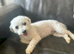 Bichon Frise 5yrs looking for new homes x2