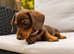 Miniature dachshund puppy&rsquo;s READY NOW!
