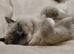 Ragdoll x