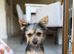 Yorkie Russel puppy for sale