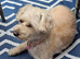 Beautiful yorkipoo