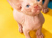 GORGEOUS RED/SILVER SPHYNX BOY KITTEN