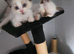 Ragdoll pedigree