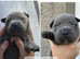 American bully xfrenchy