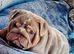 Quality bulldogs