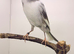 Male canary singing all day