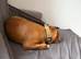 Beautiful 8-Month Staffy Cross Puppy Needs A Loving New Home (Urgent)