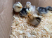 Pekin Bantam chicks