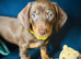 KC miniature dachshund boy