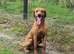 Working Fox red labrador for stud