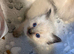 Tri colour Ragdoll's