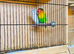 A pair of love bird