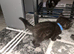 Gorgeous dark grey and black tabby boy.
