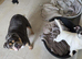 Old english bulldog