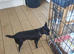 Chihuahua puppies ready now Alford Lincolnshire