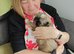 Beautiful Female Shih Tzu Puppy