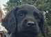 *Last BoyKC Registered working cocker spaniel puppies