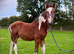 Smart Sports Horse Colt to make 16hh+