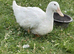 Aylesbury Ducks