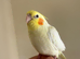 Lovely hand reared baby cockatiels