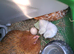 Pekin bantams hatching eggs small breed