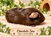 Guinea Pigs For Sale