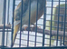 Roller canary