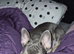 7 month old Male frenchie