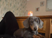 3 gorgeous dameranian puppies Ready now
