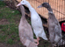 Runner Ducks Females