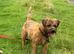 Kc reg border terrier puppies