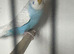 Young male budgie