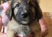 10 left of 11 beautiful Bernedoodle puppies *READY TO GO*