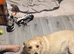 Male dog to rehome